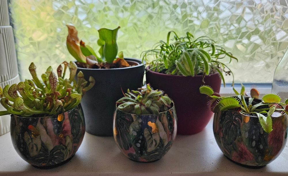 5 vleesetende plantjes. Achter 2 grotere, 1  met 'kokers' en 1 met smalle blaadjes waaraan haartjes zitten met druppeltjes. Dit is Kaapse Zonnedauw. Vooraan van links naar rechts: plantje met smalle kokertjes, gewone zonnedauw (bredere bladeren) en 1 waarvan de blaadjes dichtklappen, sprietjes langs de randen van het blad