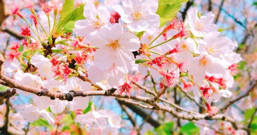 合格出来ました｜🌿しろ 🌿