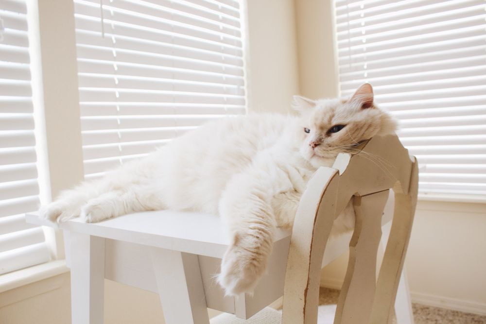 A cute cat