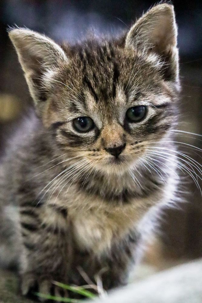 A cute cat