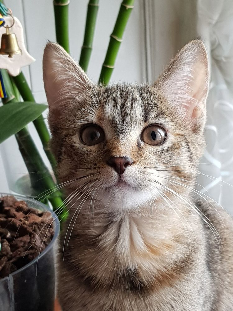 A cute cat