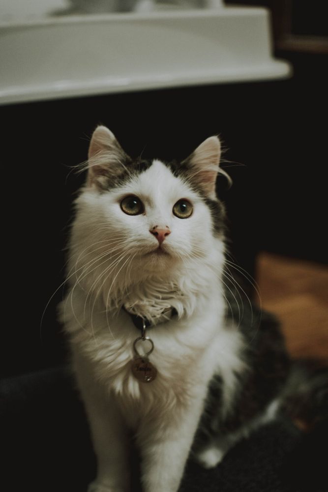 A cute cat