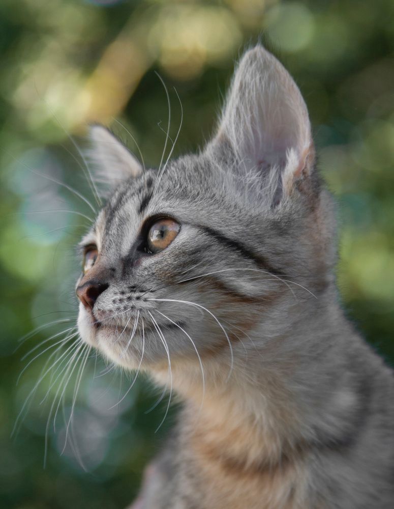 A cute cat