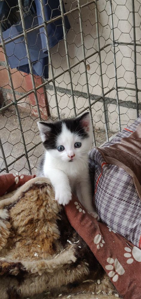 A cute cat
