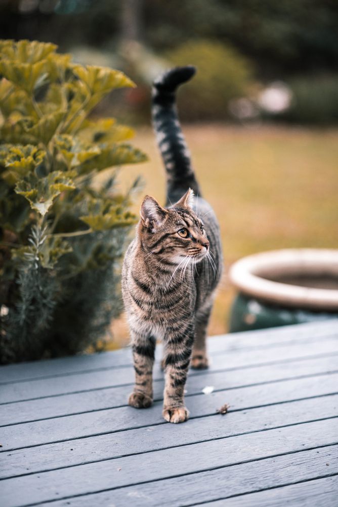 A cute cat