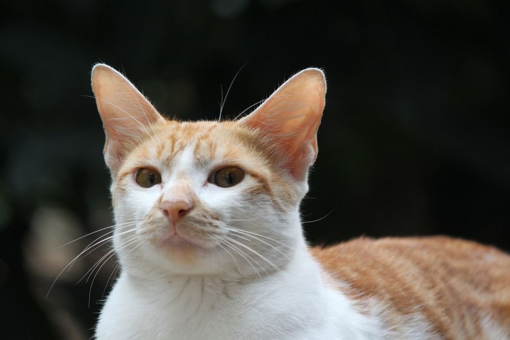 A cute cat