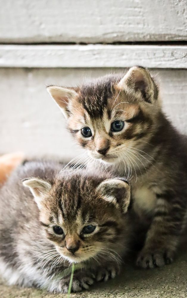 A cute cat
