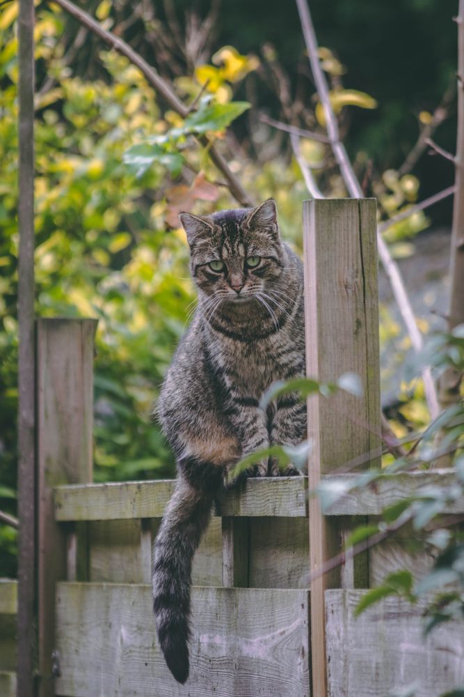 A cute cat