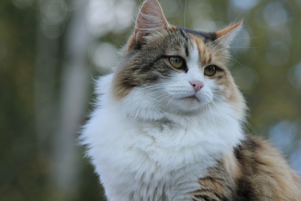 A cute cat