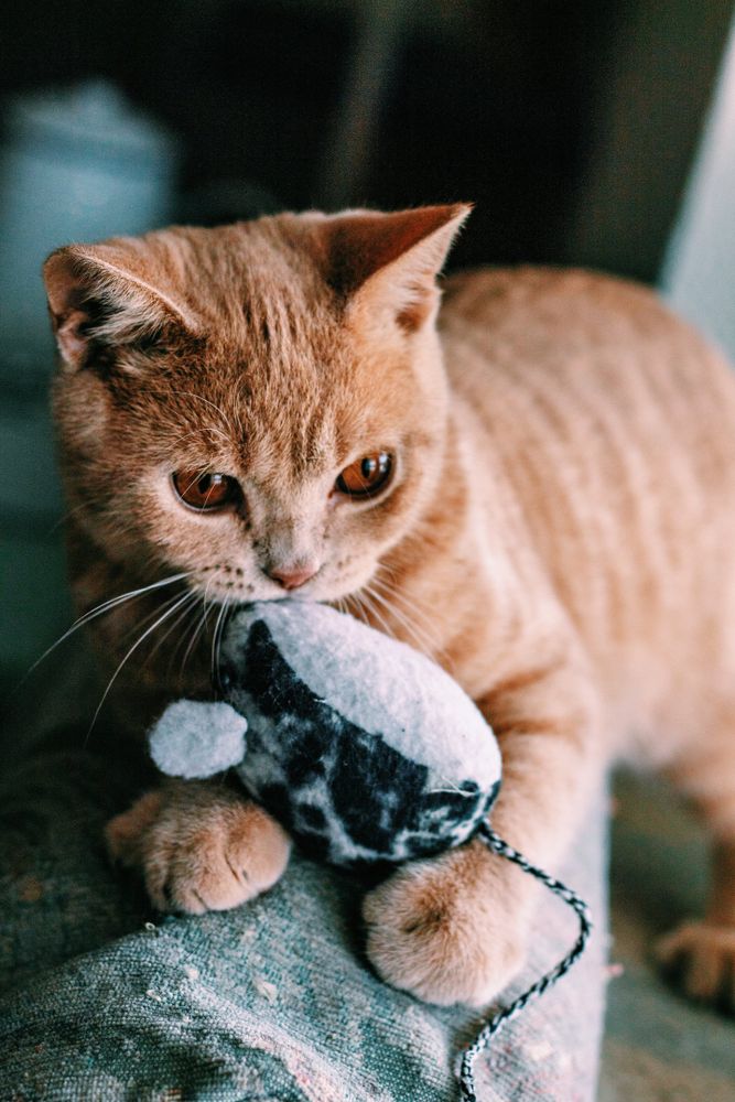 A cute cat