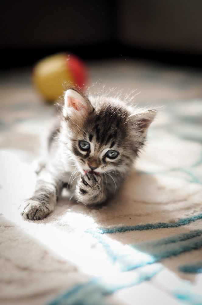 A cute cat