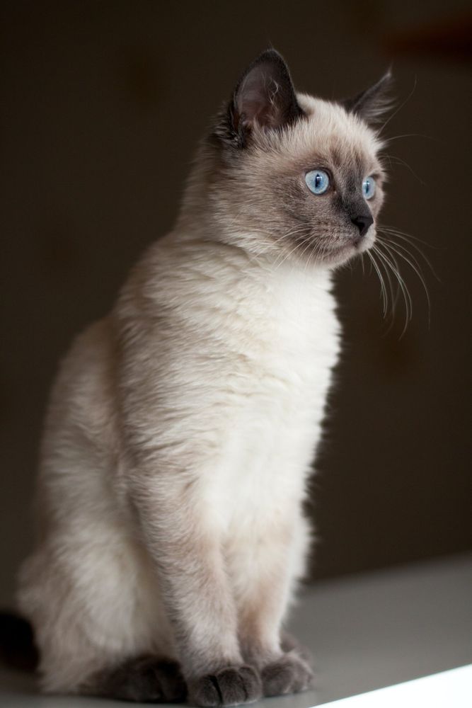 A cute cat