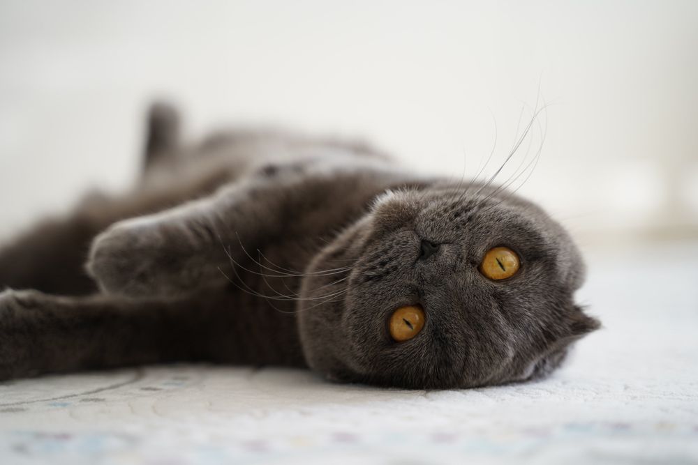A cute cat