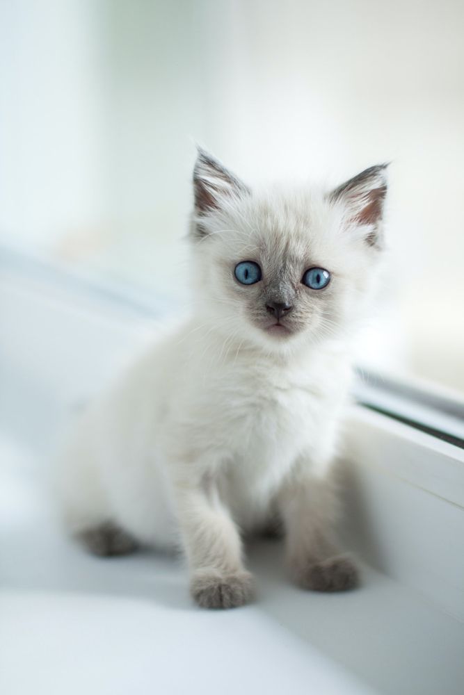 A cute cat