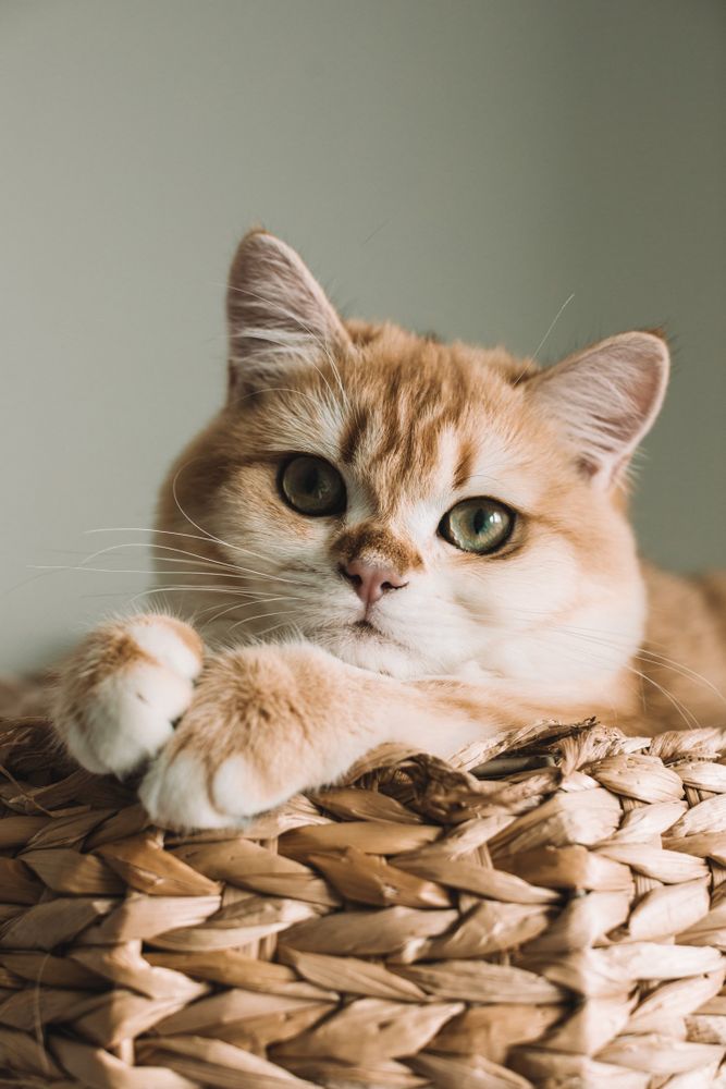 A cute cat