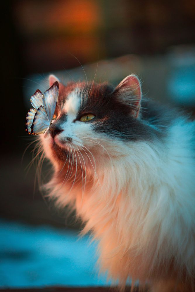 A cute cat