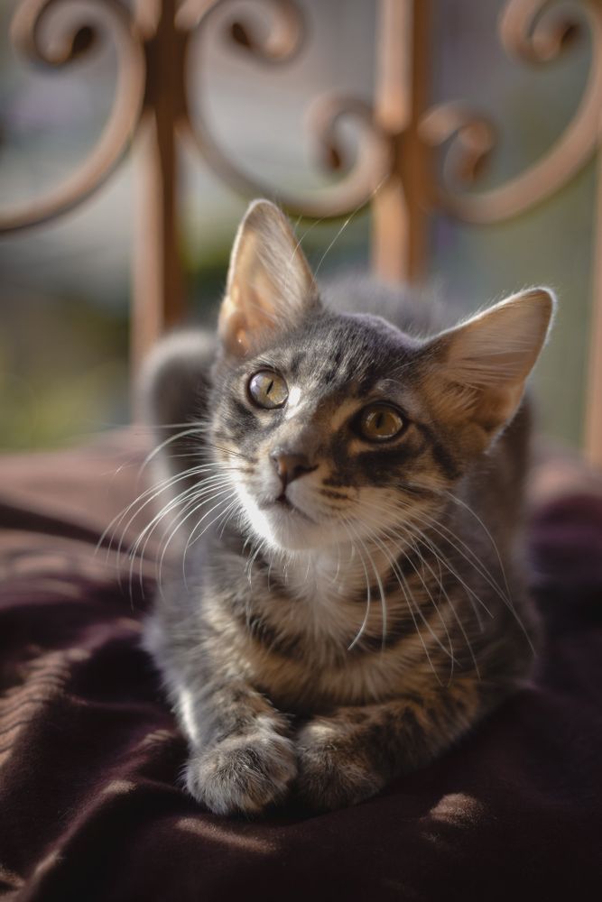 A cute cat