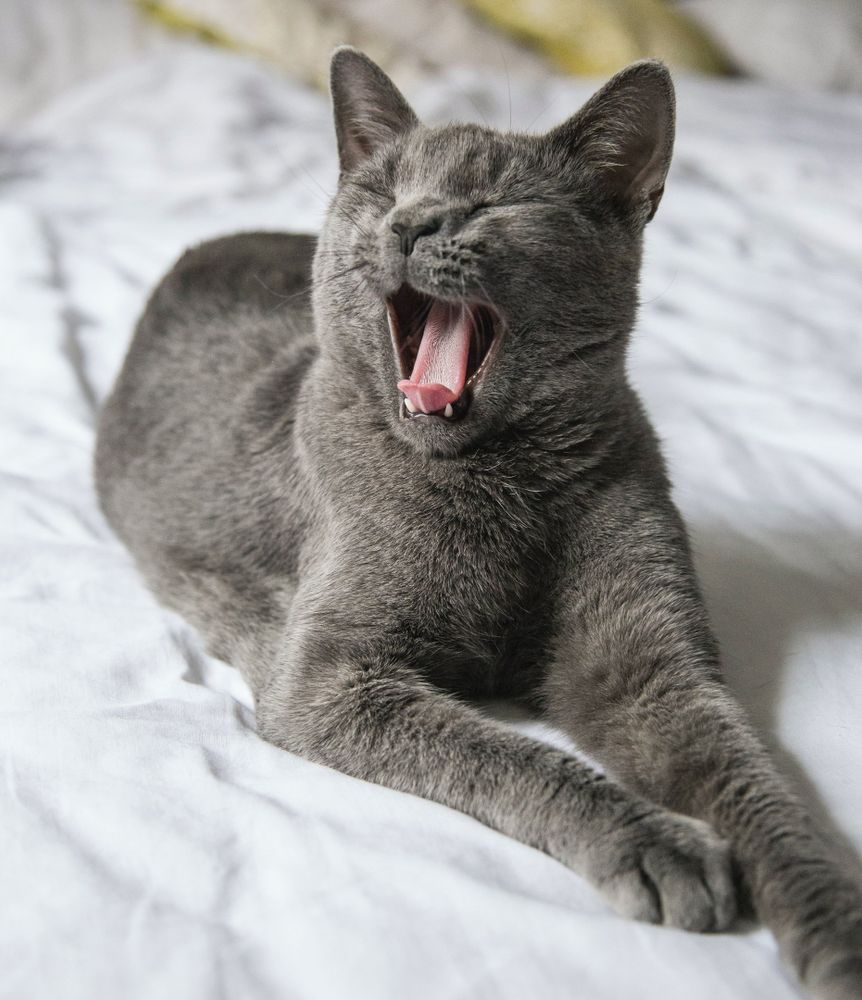 A cute cat