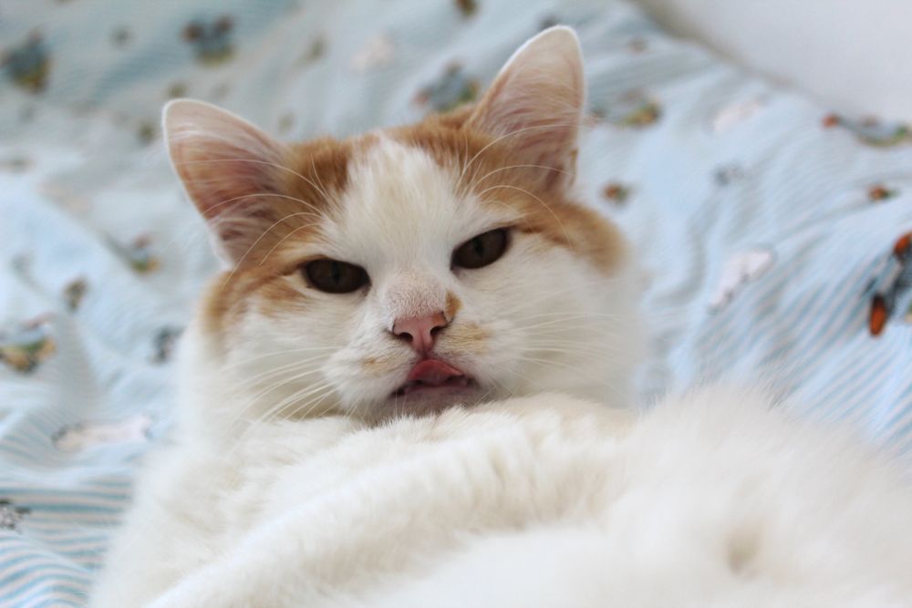 A cute cat