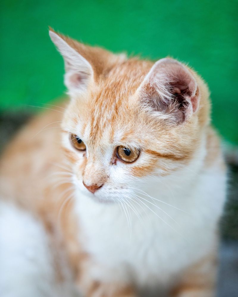 A cute cat