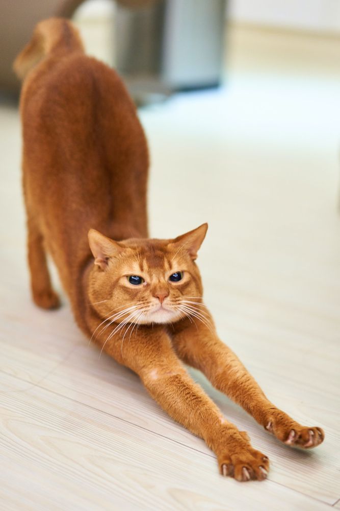 A cute cat