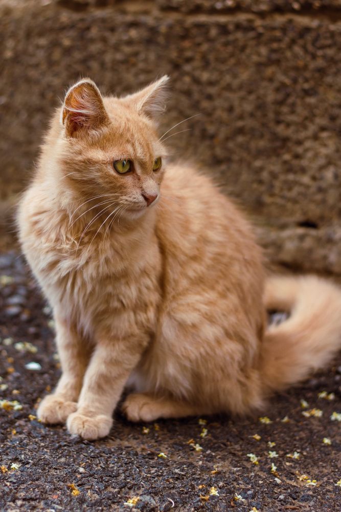 A cute cat