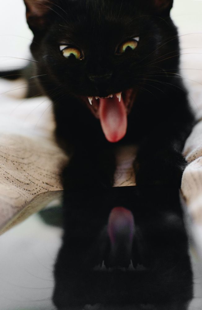 A cute cat