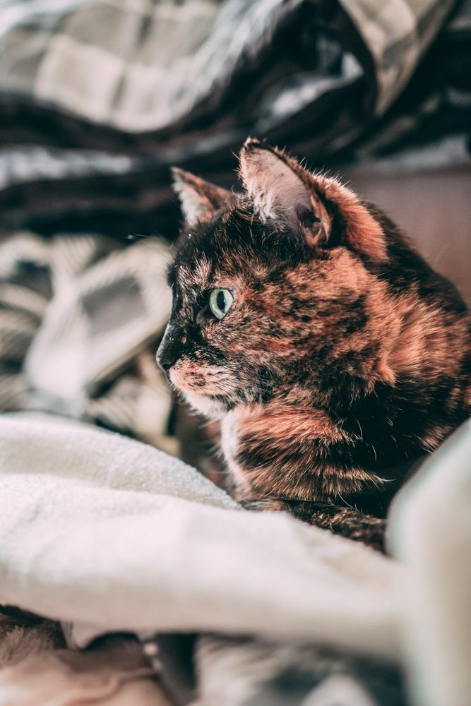 A cute cat