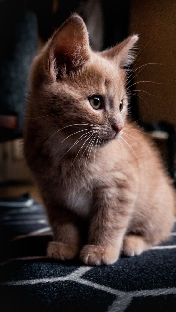 A cute cat