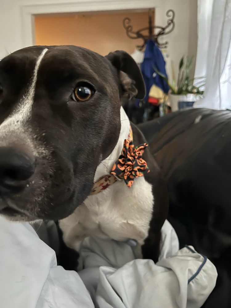 A black and white pibble sports an orange and black Halloween bow. She’s sitting on a very light blue blanket on a black couch, and there is a hat rack on the background 