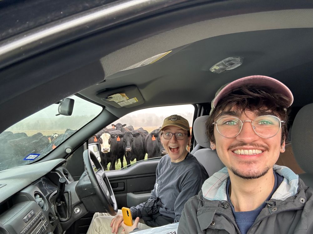 Two people sitting in the driver's and passenger seats of a truck, with the windows open. A group of mainly black cows is on the far side of and facing towards the truck. Both people have excited looks on their faces.