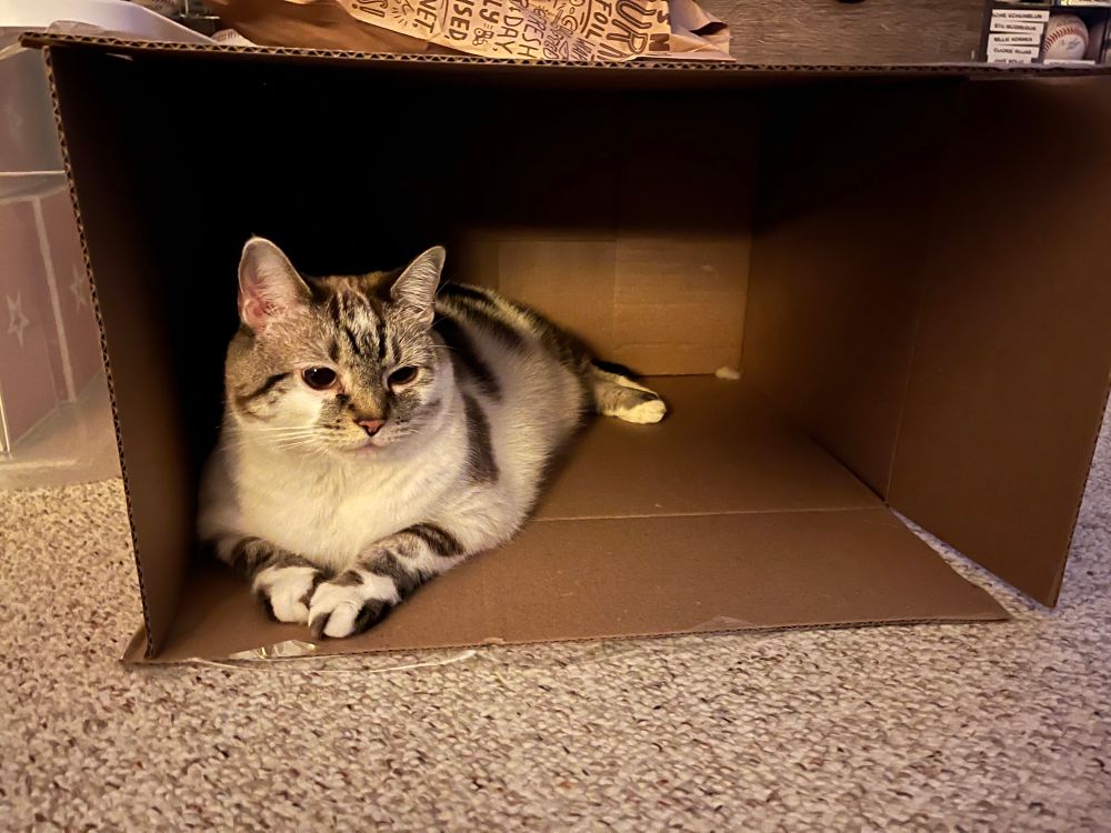 A white cat with gray-brown tabby spots sits in a cardboard box turned on its side 