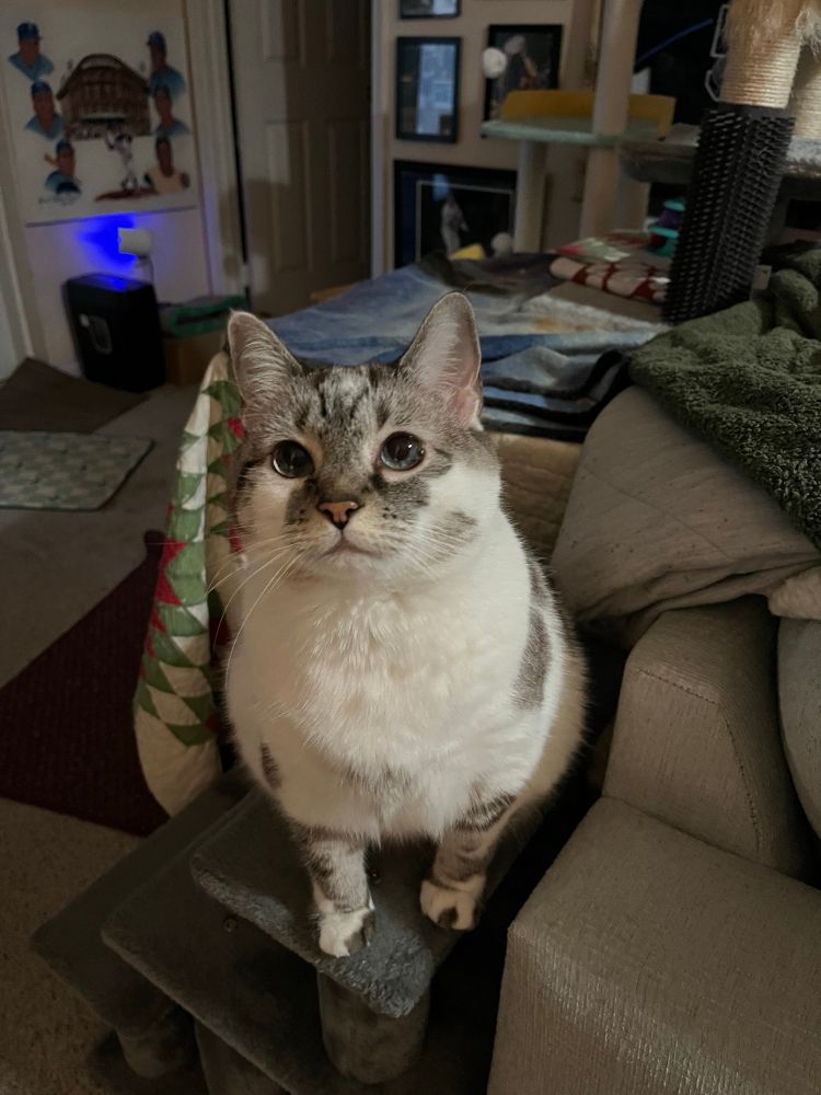 A white cat with gray-brown tabby spots stands on a cat staircase. 
