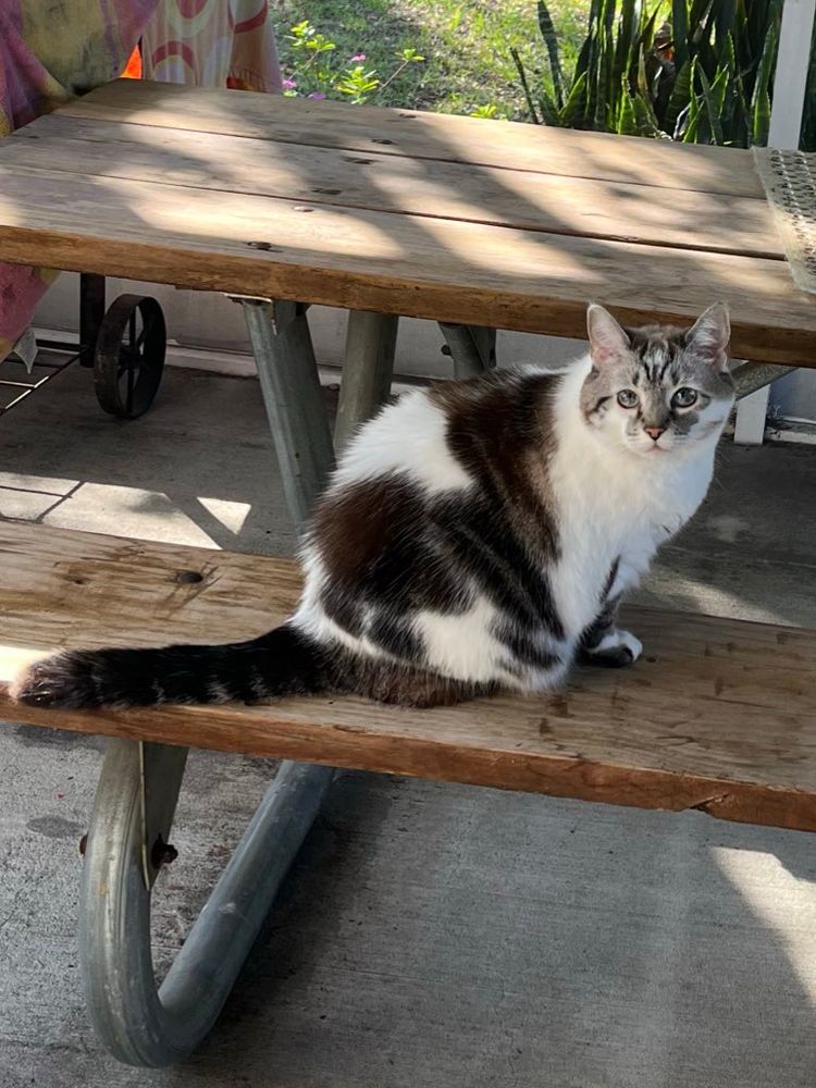 A white cat with brown tabby spots sits facing the camera on a picnic bench 