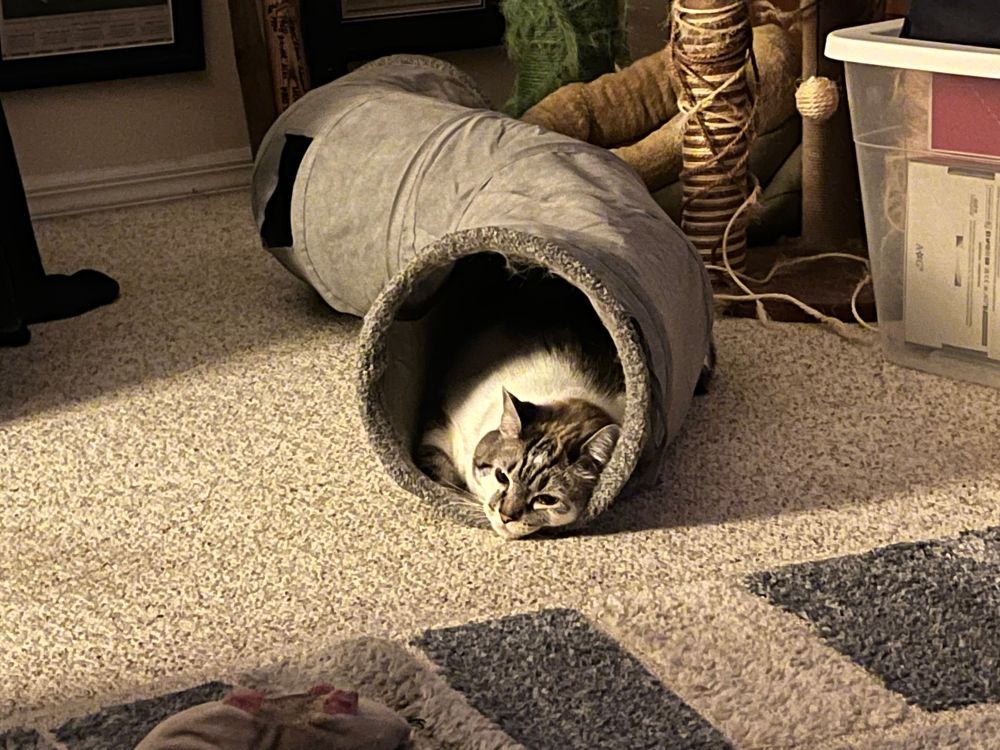 A white cat with gray-brown tabby spots lies down in a gray cat tunnel 
