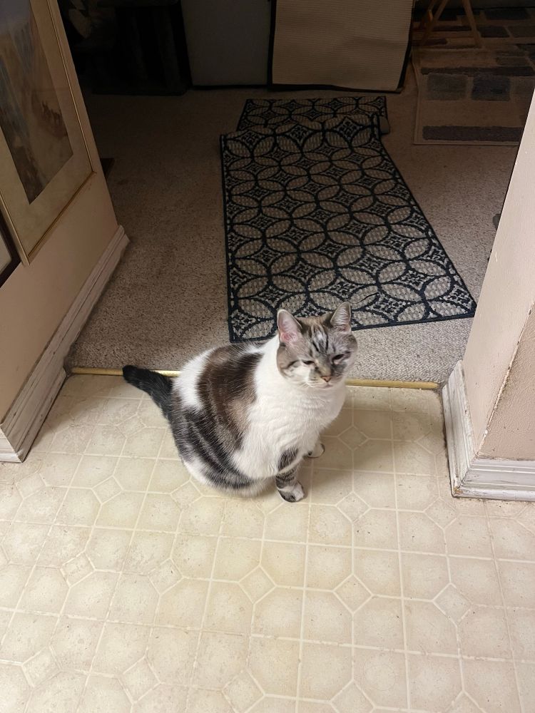 Cocoa faces the camera with mostly closed eyes 