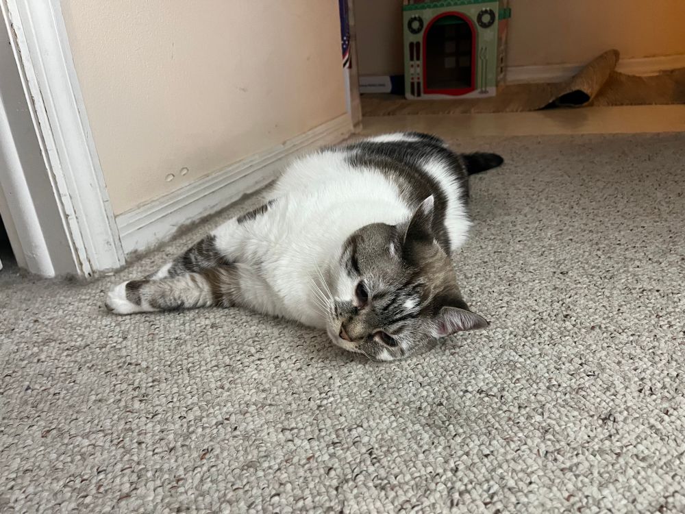 A white cat with gray-brown tabby spots lies on her side on a carpet 