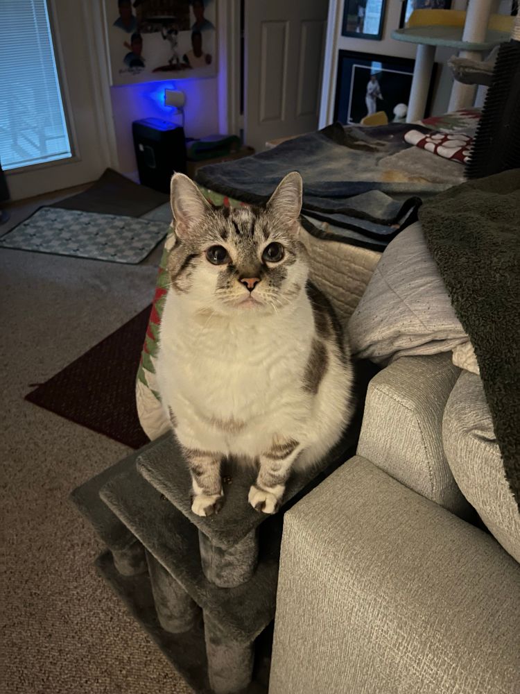 A white cat with gray-brown tabby spots stands on a cat staircase. 