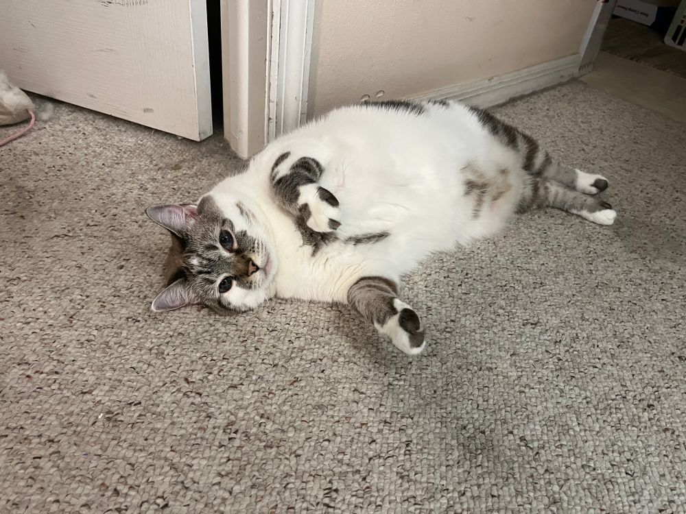 A white cat with gray-brown tabby spots lies on her side on a carpet 