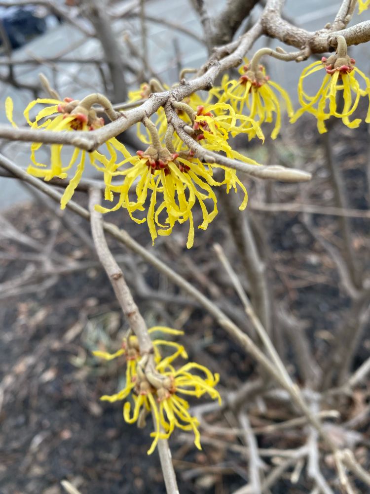 Close up of a witch hazel in bloom. The flowers are spidery affairs—bright yellow tendrils dropping down from grey branches. Each bloom is crowned with a little circlet of orangish gold bits-I don’t know what they’re called, but they’re so lovely. 