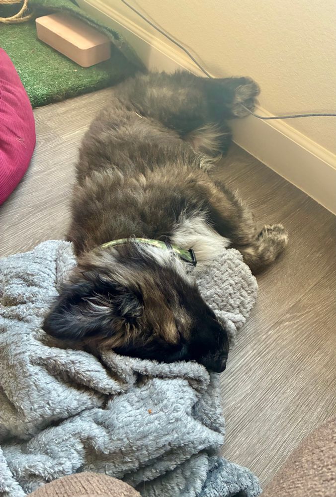 A 13-week-old German Shepherd-mix puppy sleeps on the floor, her head resting on her grey blanket. She weighs about 25 pounds now. 