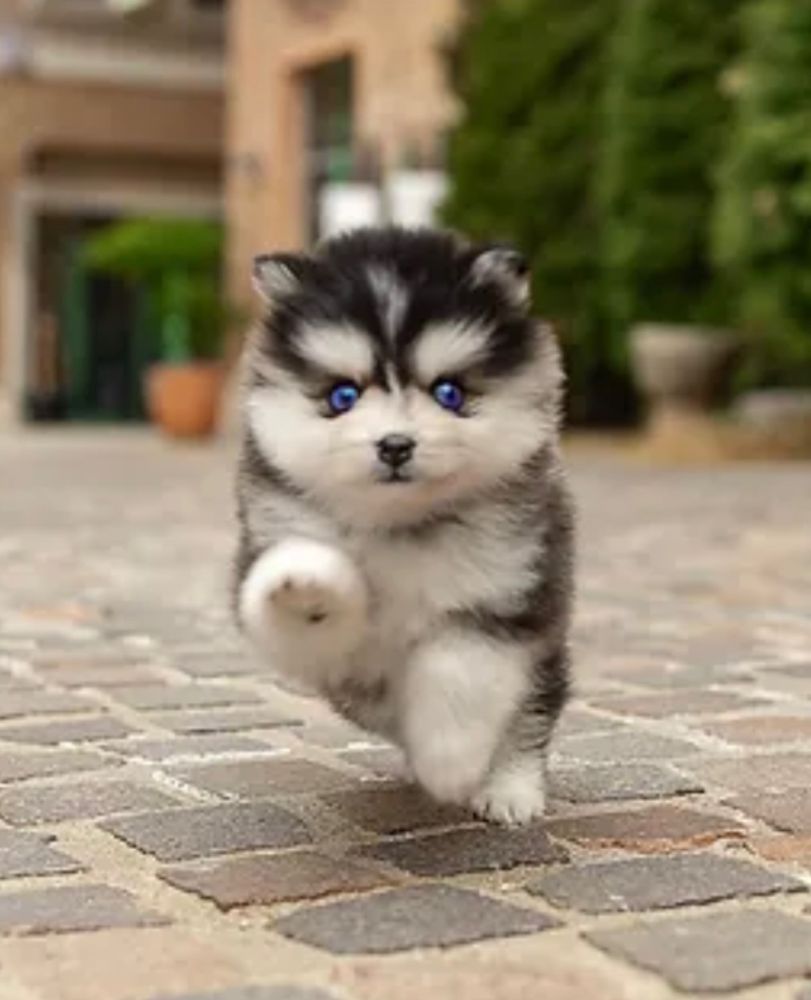 Half husky half store pomeranian for sale