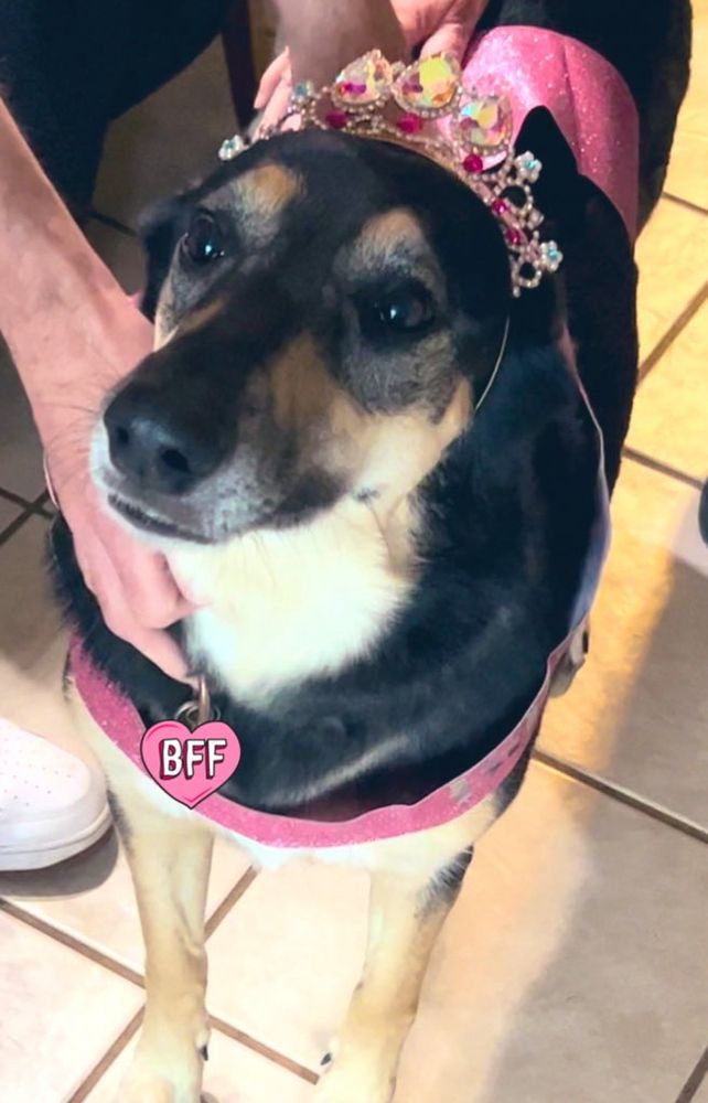 My German Shepherd, Belle, wearing a pink “Birthday Girl” sash and a cute tiara. She’s standing and looking at the camera.