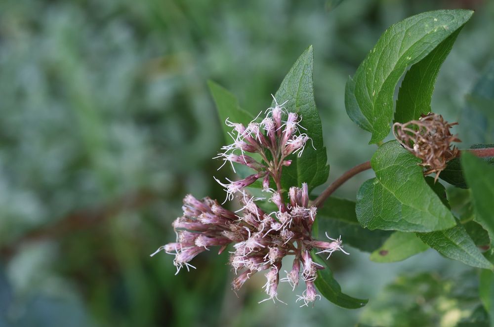 A cluster of small, pink-ish flowers with a rather stringy look.