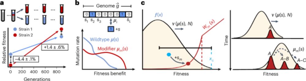 Evolution of evolvability in rapidly adapting populations - Nature Ecology & Evolution