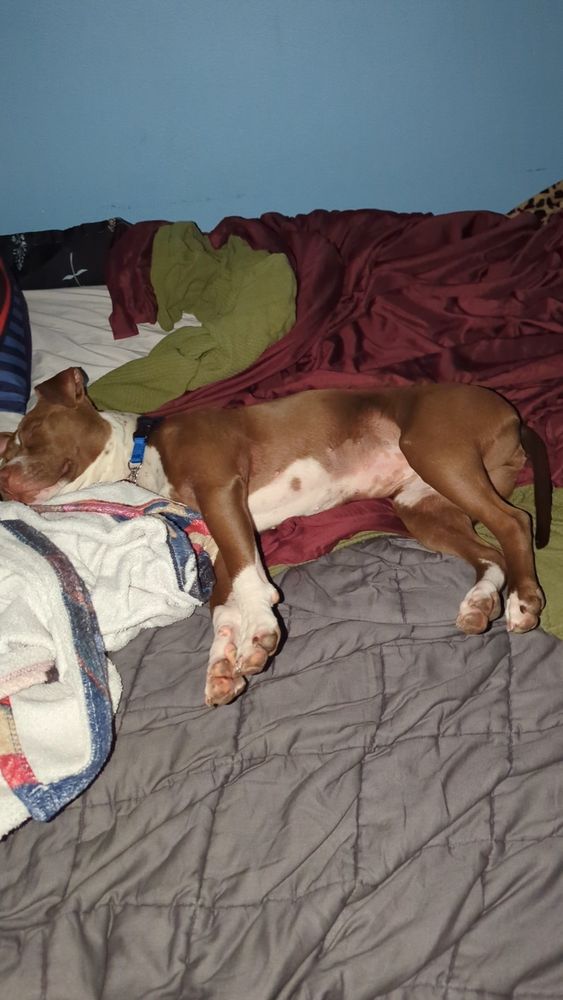 A brown dog with a white belly and white paws is sleeping, with all 4 legs sticking straight out towards the camera and a big grin on her face. The bed she is on has a grey, green, and maroon blanket, all of which the dog has rustled up and made herself comfortable in. 