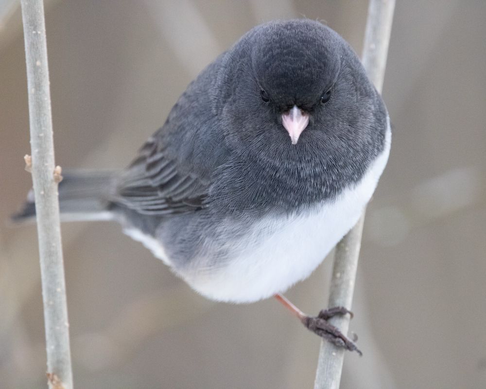 A dark eyed junco is perched on a vertical branch. It is facing the camera, looking downward.