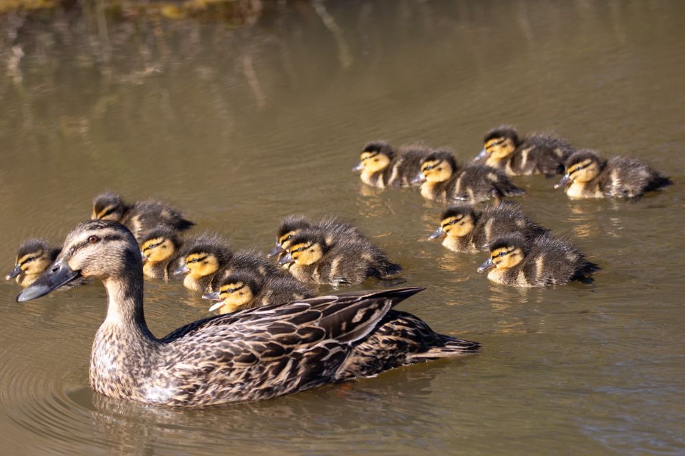 An adult female mallard duck is in the lower left corner. She is swimming toward the left in murky water with her 13 ducklings.