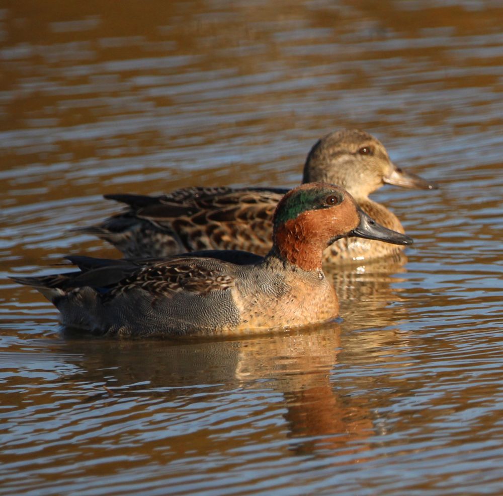 A male and female green-winged teal paddle in waters that reflect the orange-brown colors of the autumn trees surrounding the pond. The male is in front. He has a bright golden brown head with a green swath that extends backwards from his eye. The female is mottled brown and tan all over. 