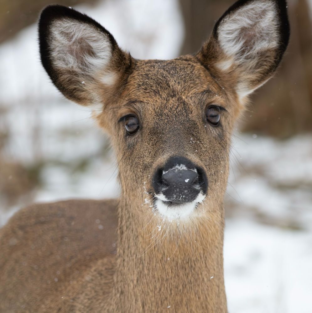 A white tailed deer looks directly into the camera. The photo is close cropped and you can see bits of snow on her nose.